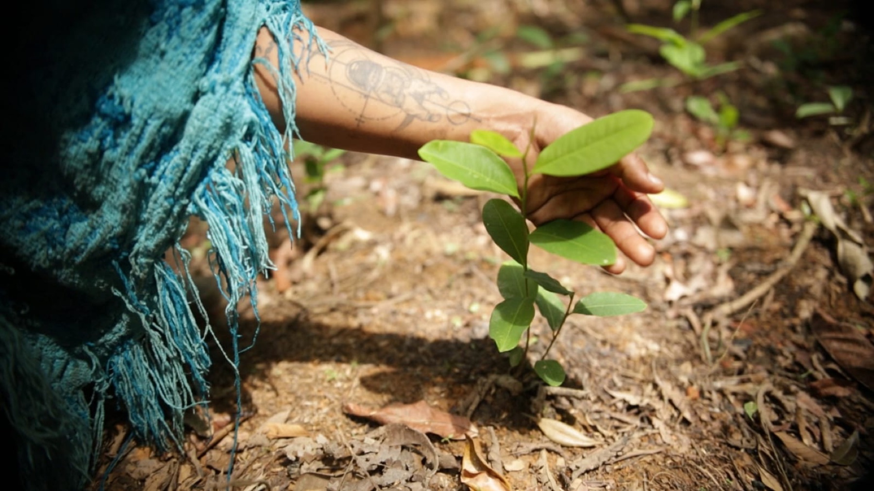 A hand beside a young plant growing in the soil
